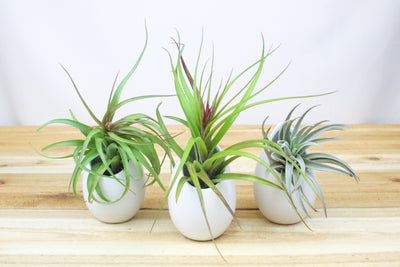Three Large Ivory Ceramic Containers with Tillandsia Sparkler, Streptophylla and Harrisii Air Plants