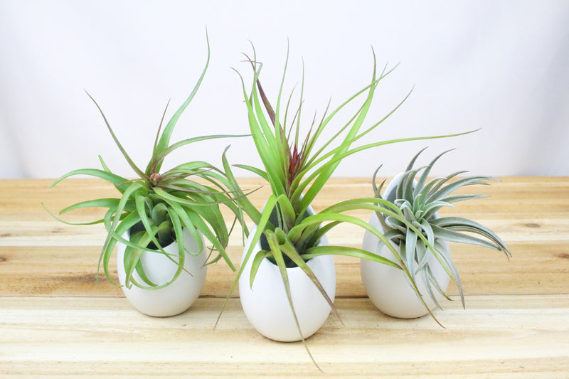 3 large hanging ivory ceramic containers with assorted tillandsia air plants