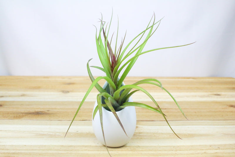 large hanging ivory ceramic container with tillandsia sparkler air plant