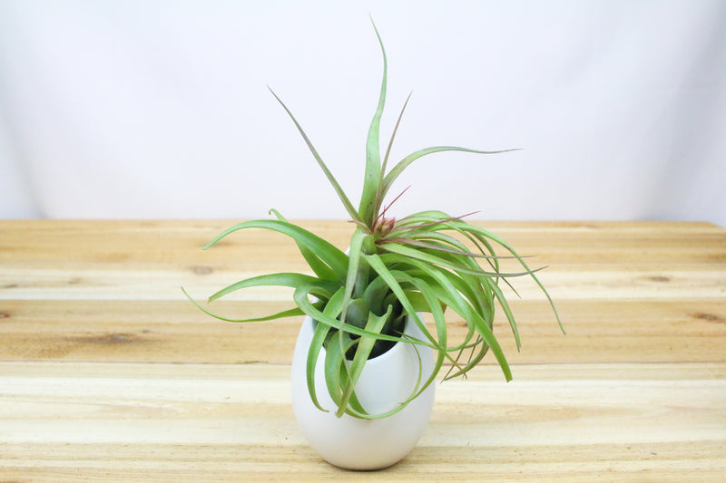 Large Ivory Ceramic Container with Tillandsia Streptophylla Air Plant