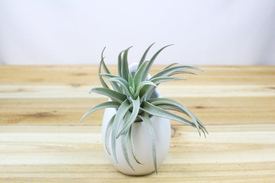 small ivory ceramic vase with tillandsia harrisii air plant