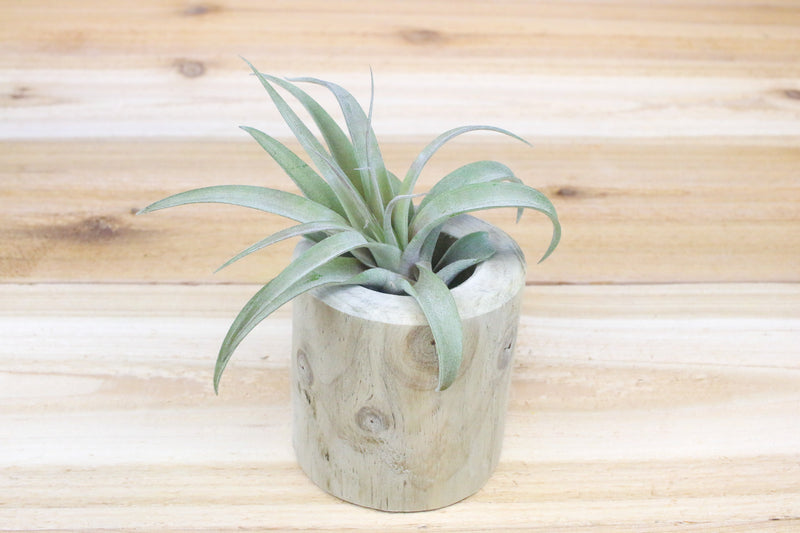 large hand carved driftwood container with tillandsia capitata peach air plant