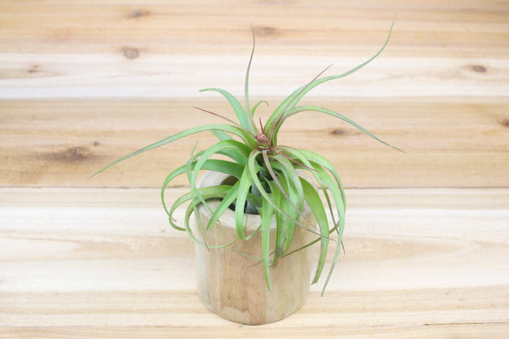 large hang carved driftwood container with tillandsia streptophylla hybrid air plant