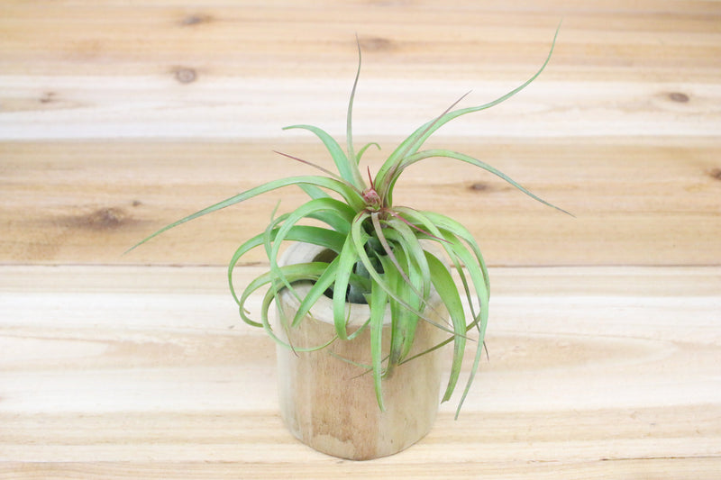 large hand carved driftwood container with tillandsia streptophylla hybrid air plant