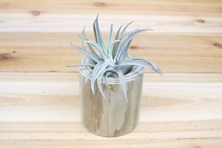 Driftwood Container with Tillandsia Harrisii Air Plant