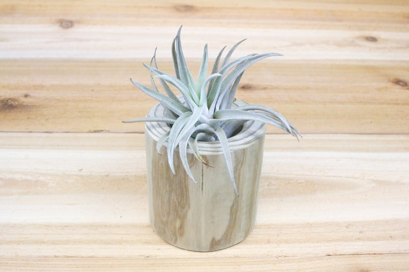 large hand carved driftwood container with tillandsia harrisii air plant