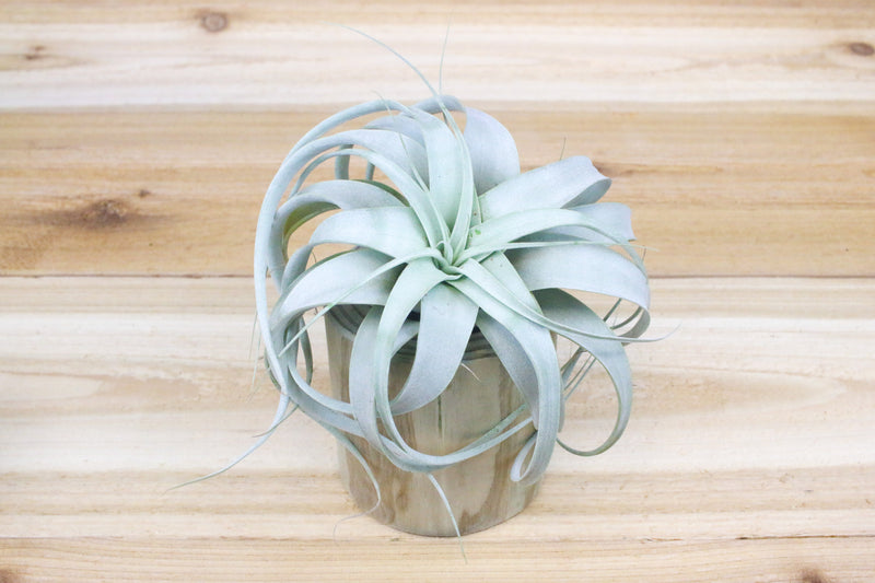 large hand carved driftwood container with tillandsia xerographica air plant