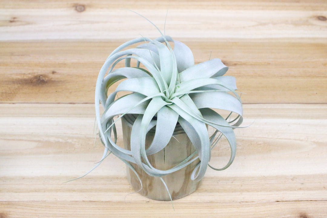 large hand carved driftwood container with tillandsia xerographica air plant