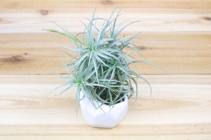 White Geometric Ceramic Container with Tillandsia Sweet Isabela Air Plant