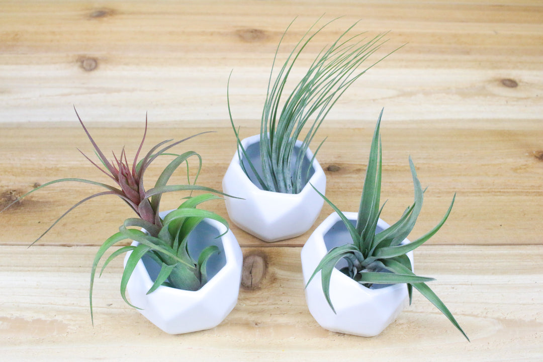 air plant container Trio of White Geometric Ceramic Containers with Custom Tillandsia Air Plants
