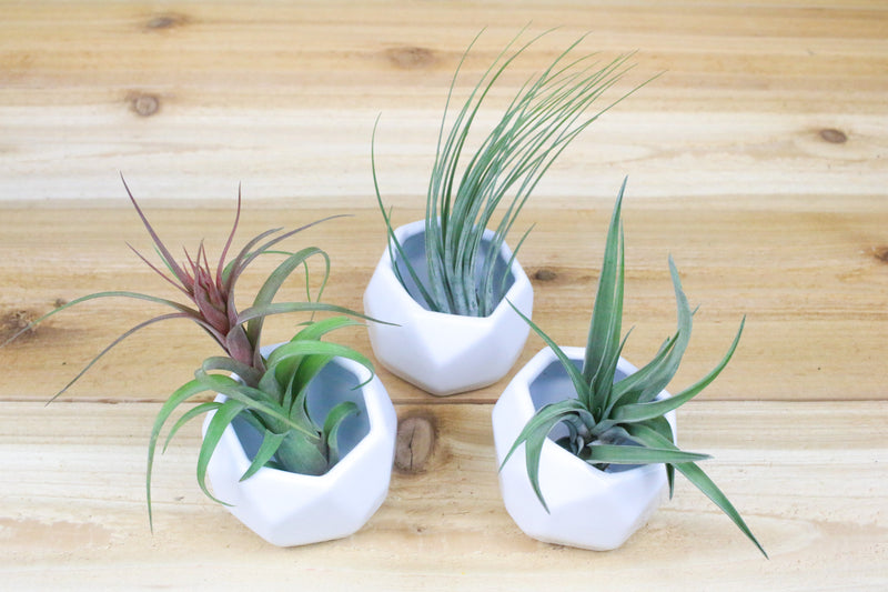 Three White Geometric Ceramic Containers with Tillandsia Streptophylla, Juncea and Velutina Air Plants