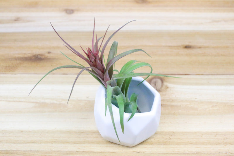 White Geometric Ceramic Container with Tillandsia Streptophylla Air Plant