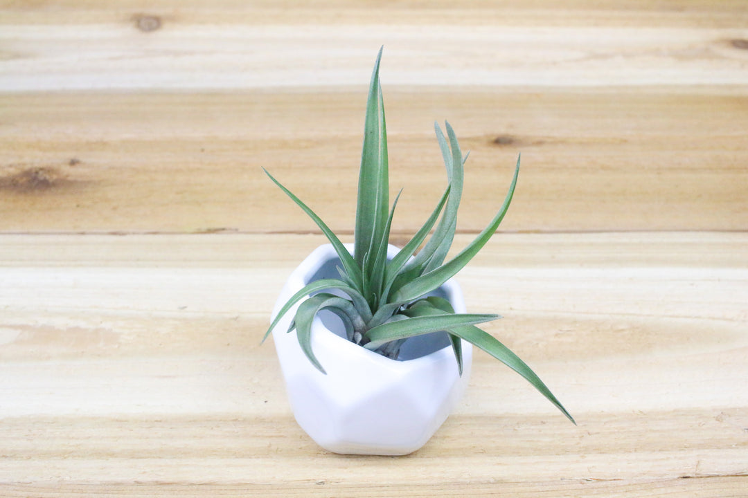 White Geometric Ceramic Container with Tillandsia Abdita Air Plant