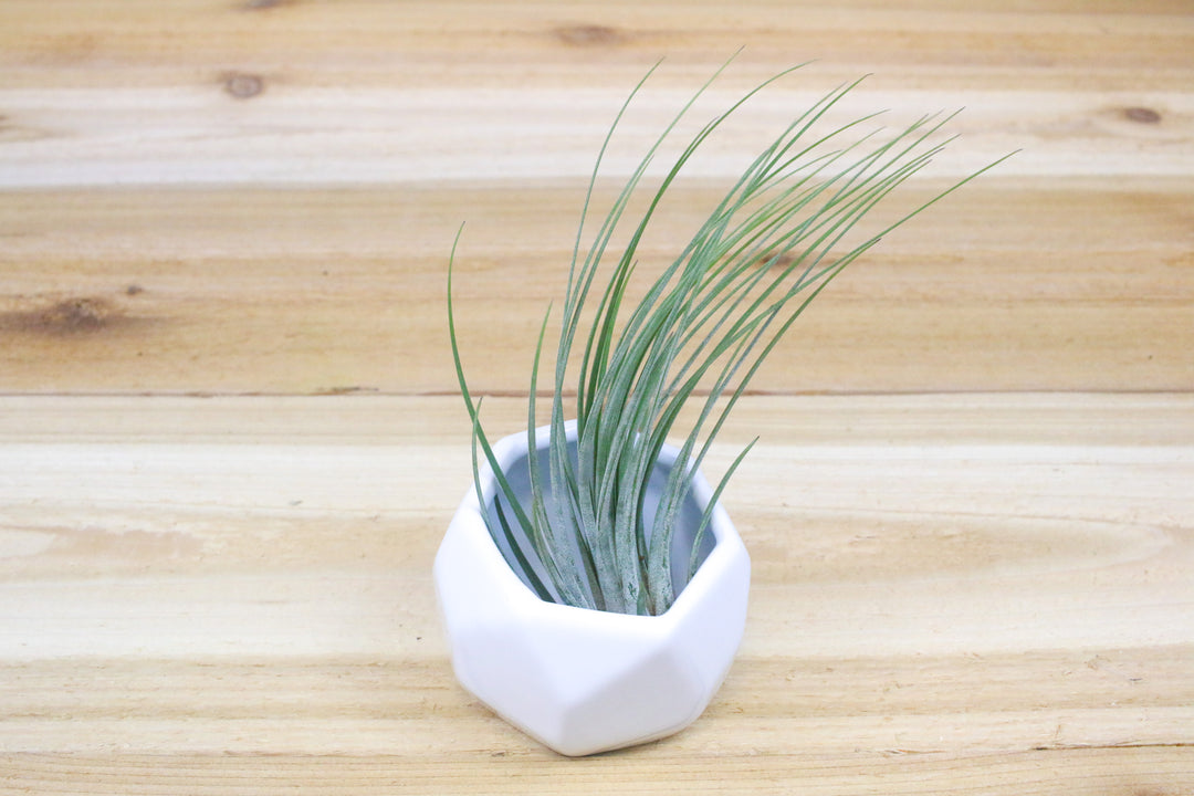 White Geometric Ceramic Container with Tillandsia Juncea Air Plant