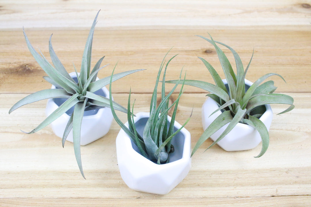 Three White Geometric Ceramic Containers with Tillandsia Harrisii, Circinata and Abdita Air Plants