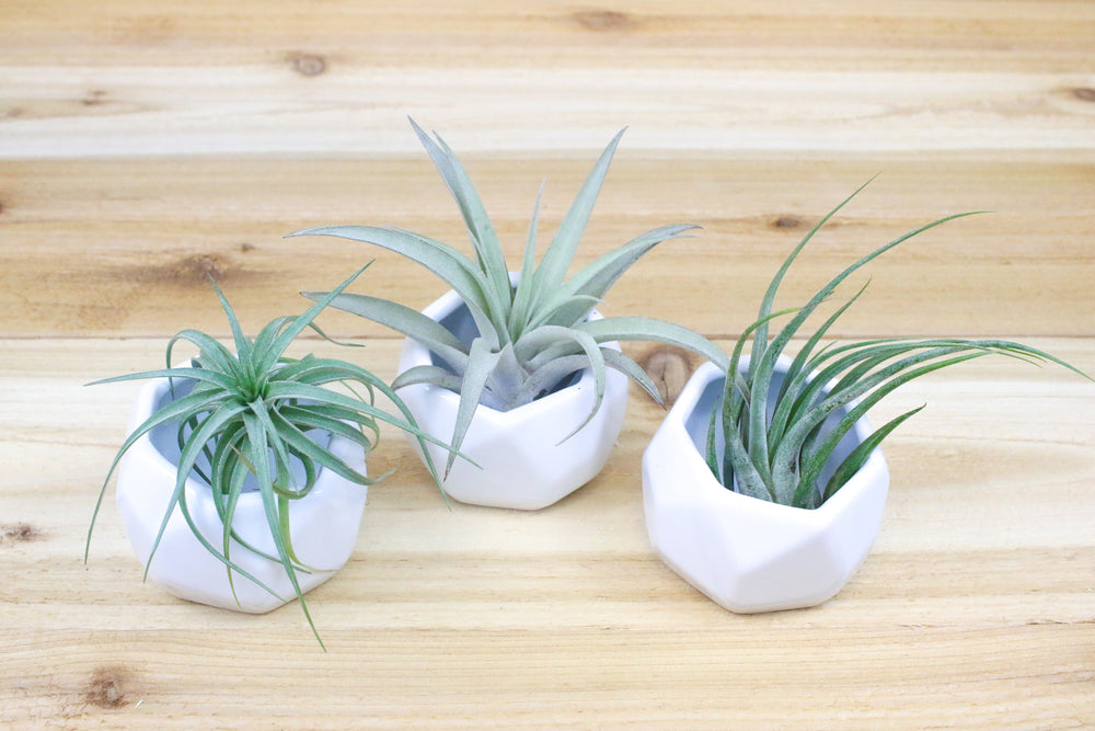 Three White Geometric Ceramic Containers with Tillandsia Tenuifolia, Harrisii and Circinata Air Plants