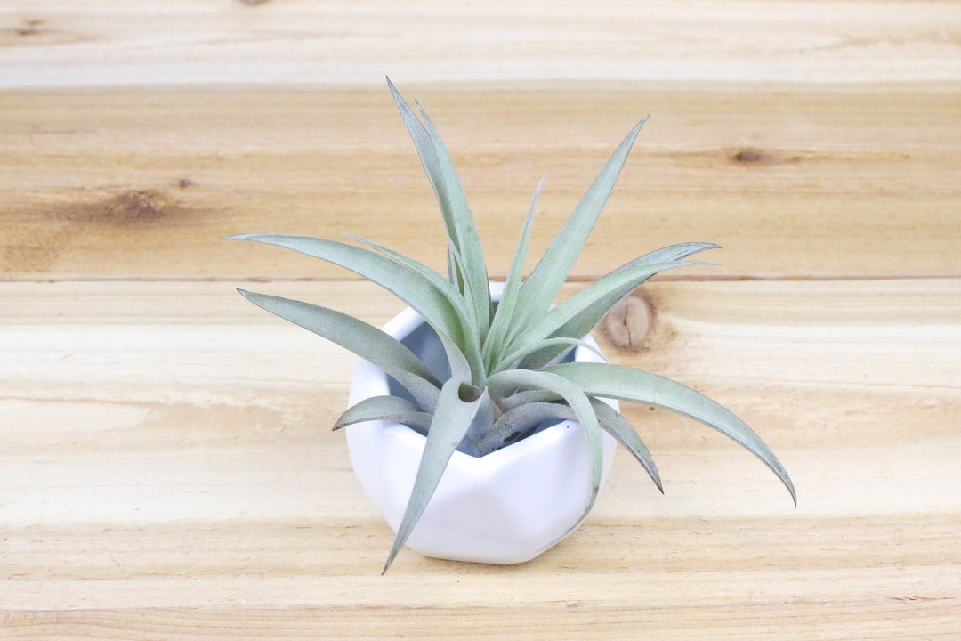 White Geometric Ceramic Container with Tillandsia Harrisii Air Plant