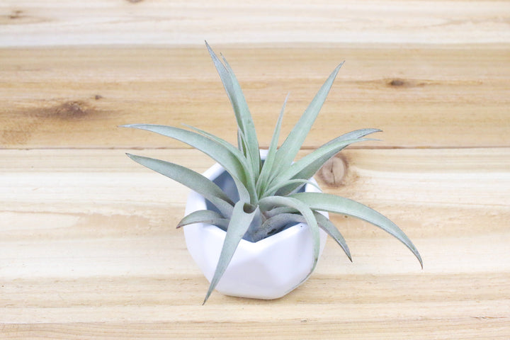 White Geometric Ceramic Container with Tillandsia Harrisii Air Plant