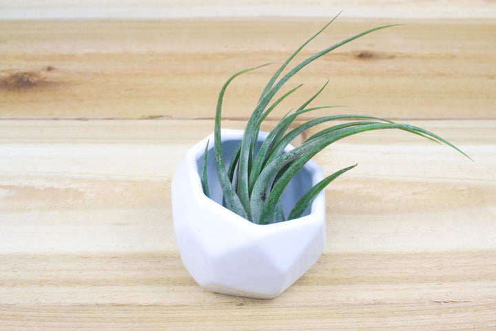 White Geometric Ceramic Container with Tillandsia Circinata Air Plant