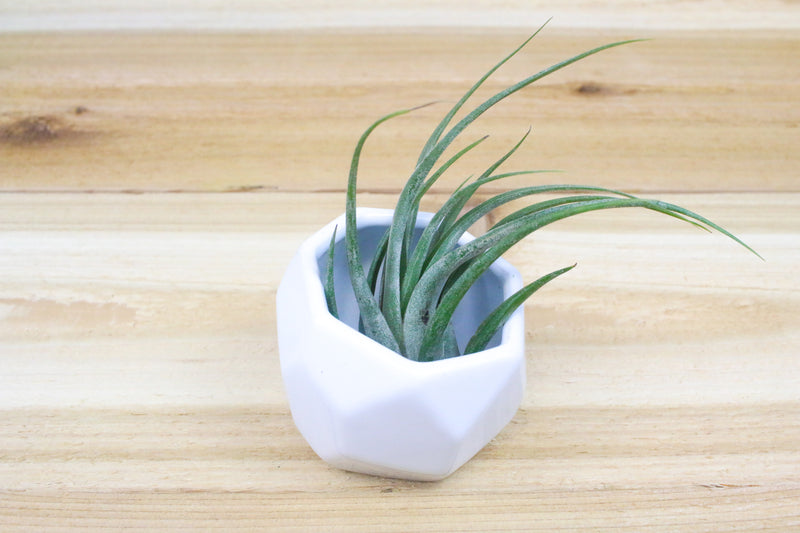 Wholesale: White Geometric Ceramic Container with Assorted Tillandsia Air Plants [Min Order 12]