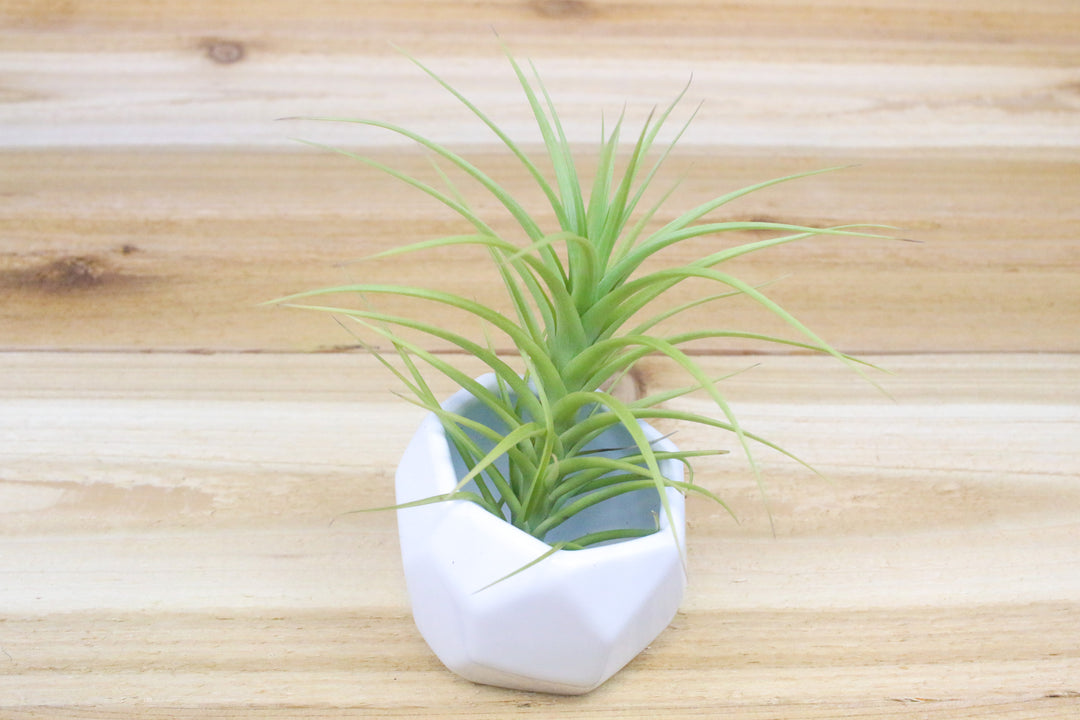 White Geometric Ceramic Container with Tillandsia Bergeri Clump Air Plant