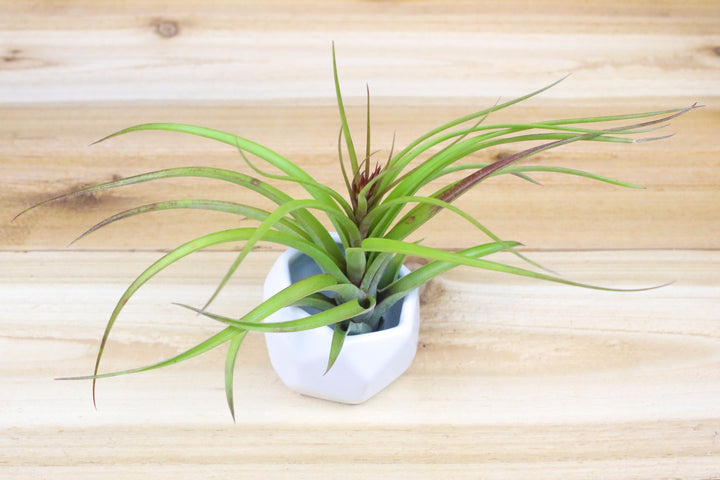 White Geometric Ceramic Container with Tillandsia sparkler Air Plant