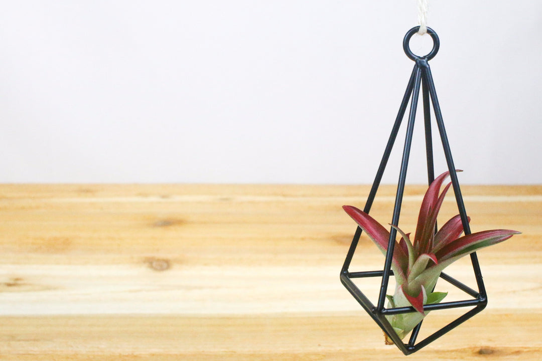 hanging metal pendant with tillandsia red abdita air plant