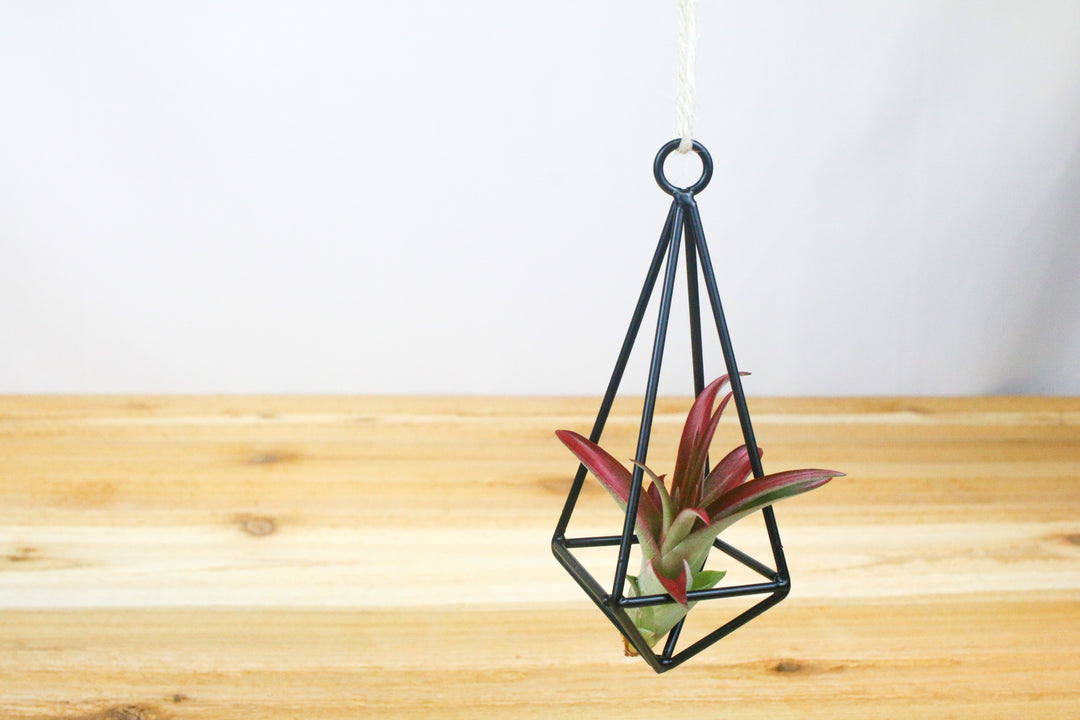 hanging metal pendant with tillandsia red abdita air plant