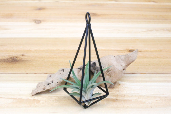 hanging metal pendant with tillandsia velutina air plant