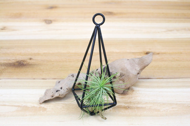 hanging metal pendnat with tillandsia funckiana air plant