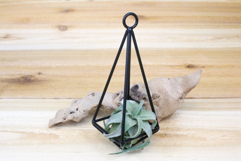 hanging metal pendant with tillandsia streptophylla air plant