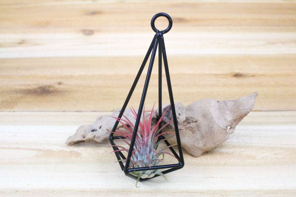 hanging metal pendant with blushing tillandsia ionantha guatemala air plant