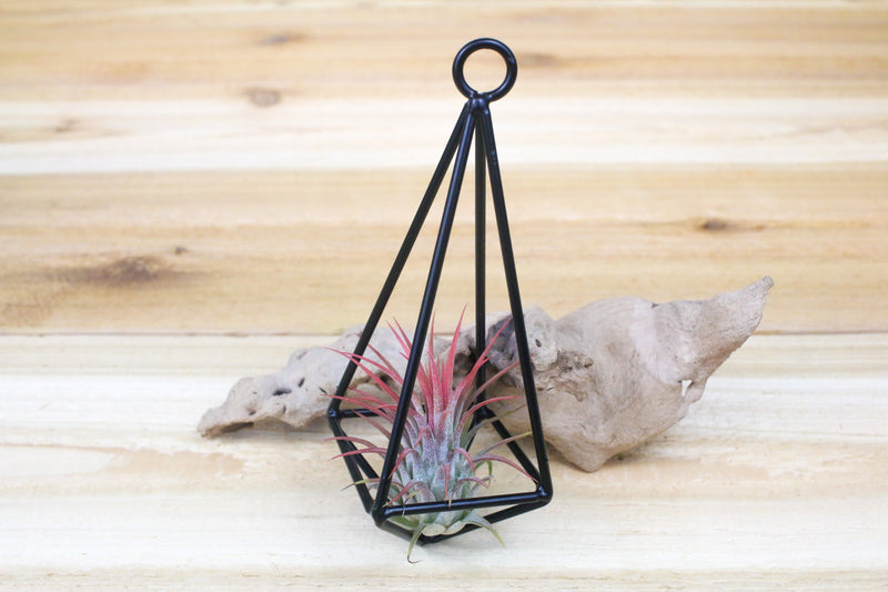 hanging metal pendant with blushing tillandsia ionantha guatemala air plant
