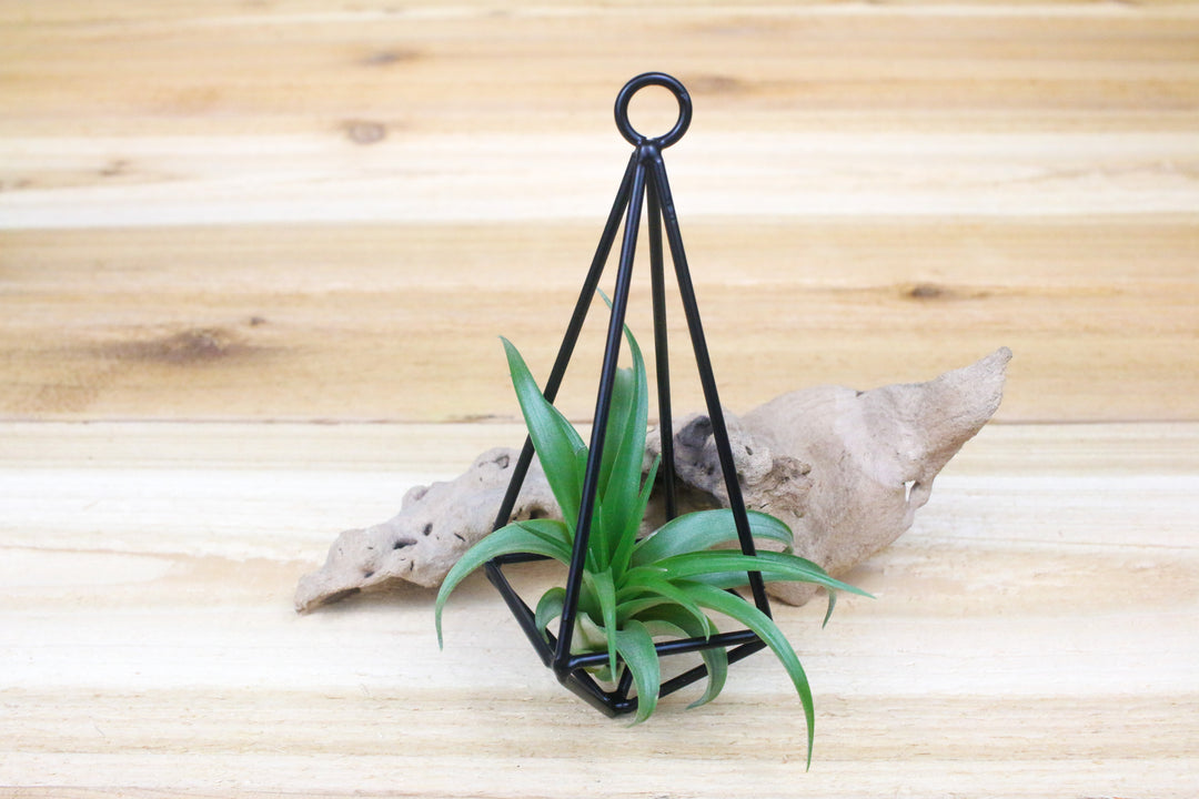 hanging metal pendant with tillandsia abdita air plant