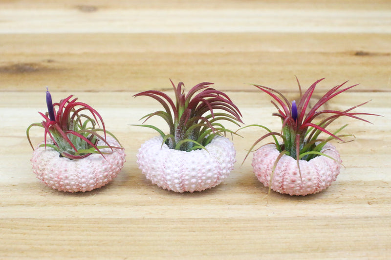 3 Pink Urchin Seashells with Blushing Tillandsia Ionantha Fuego Air Plants
