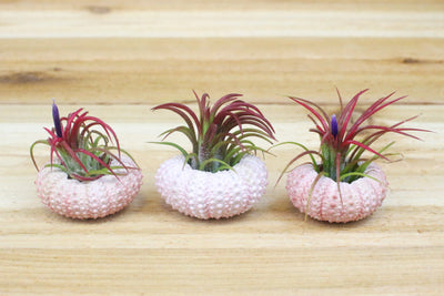 3 pink sea urchins with blushing and blooming tillandsia ionantha fuego air plants