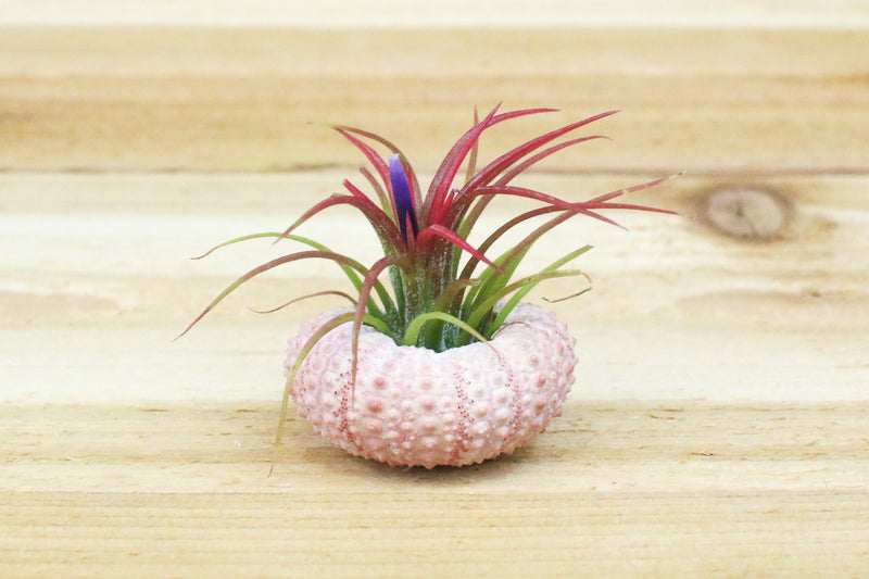 pink sea urchin with blushing and blooming tillandsia ionantha fuego air plant