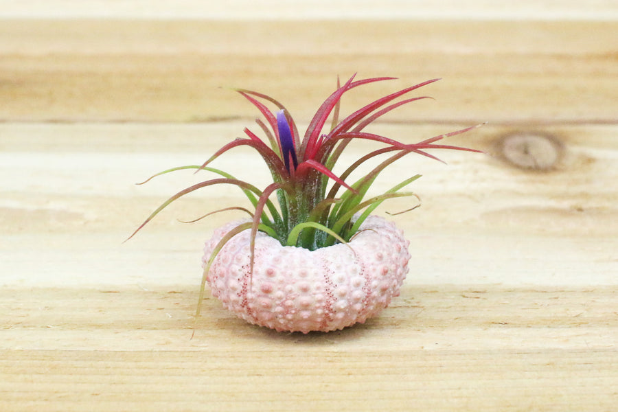 sea urchin air plants Wholesale Pink Sea Urchin with Tillandsia Air Plants – Air Plant Shop