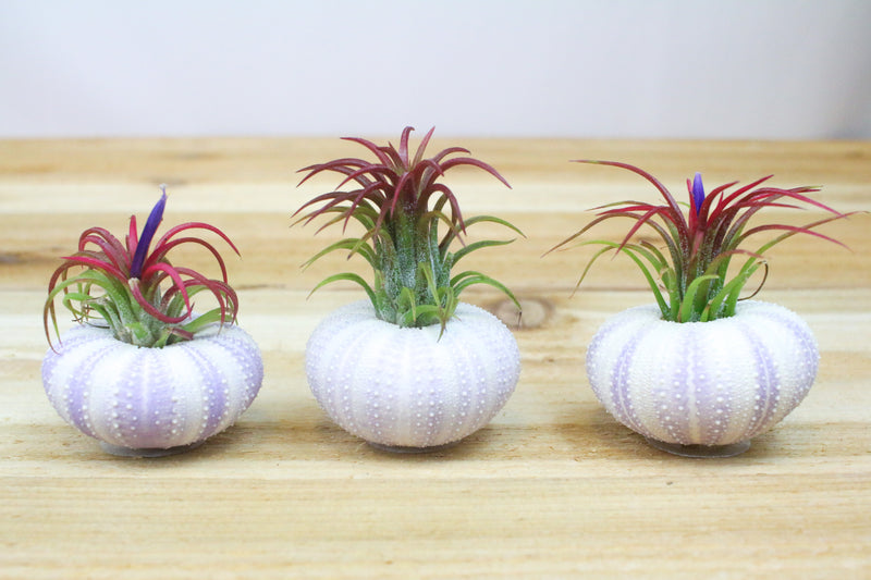 3 purple urchin shells with blushing tillandsia ionantha fuego air plants