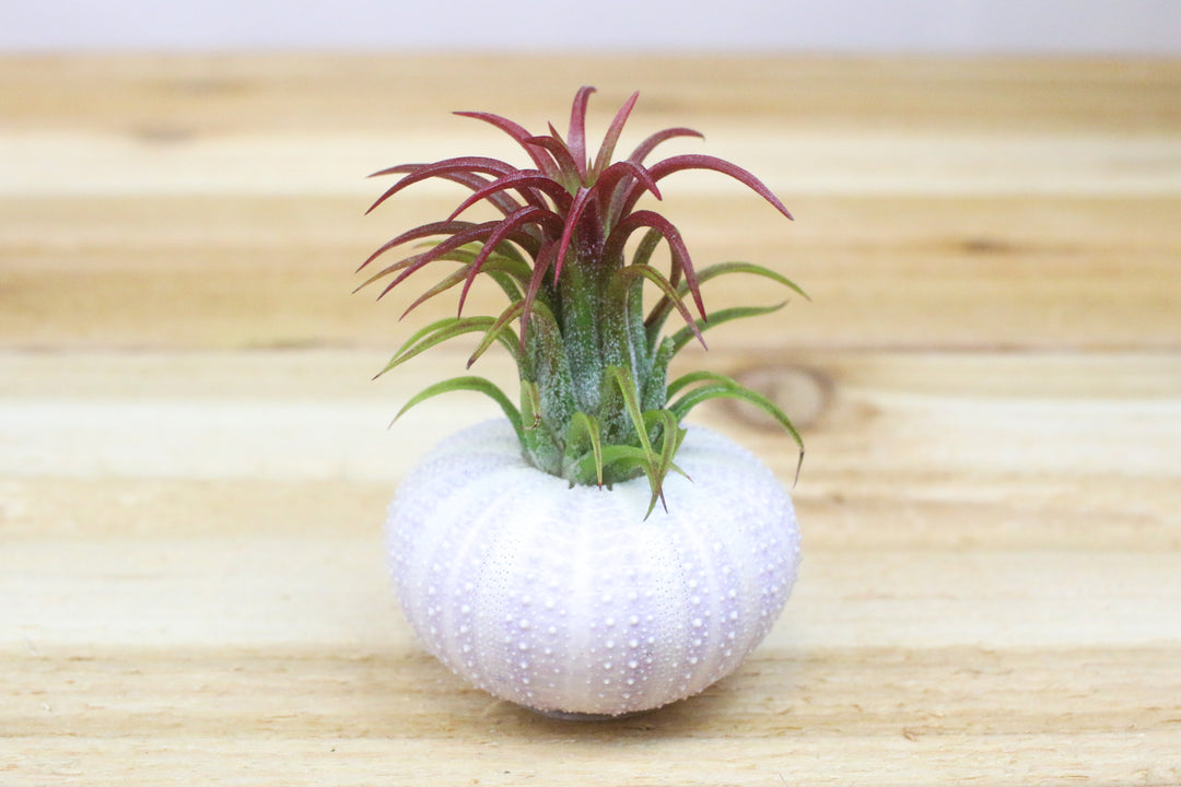 purple sea urchin with blushing tillandsia ionantha fuego air plant