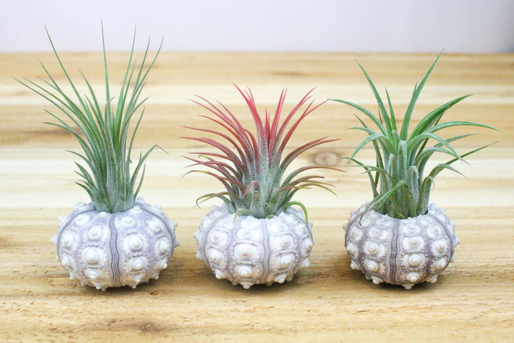 three sputnik urchin shells with assorted tillandsia ionantha air plants