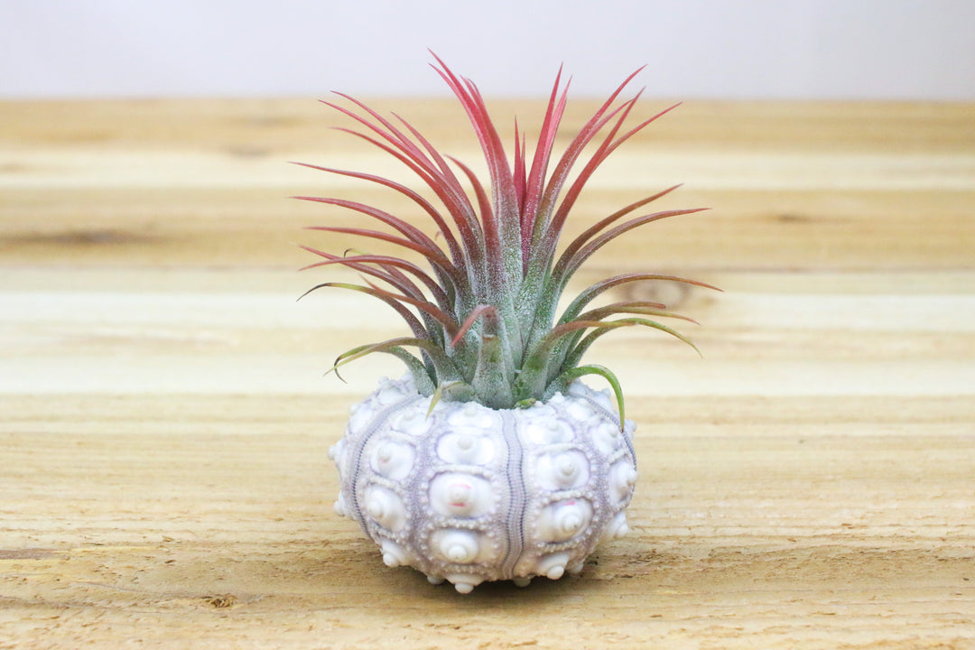 sputnik sea urchin with blooming tillandsia ionantha guatemala air plant