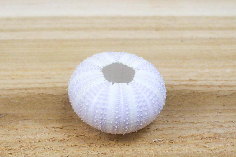 purple urchin shell