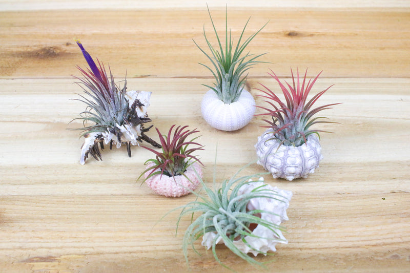 collection of five seashells with assorted tillandsia air plants