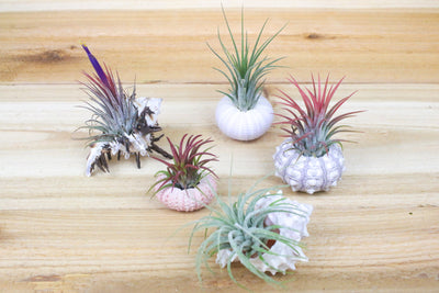 Assorted Sealife Containters with Assorting Tillandsia Air Plants