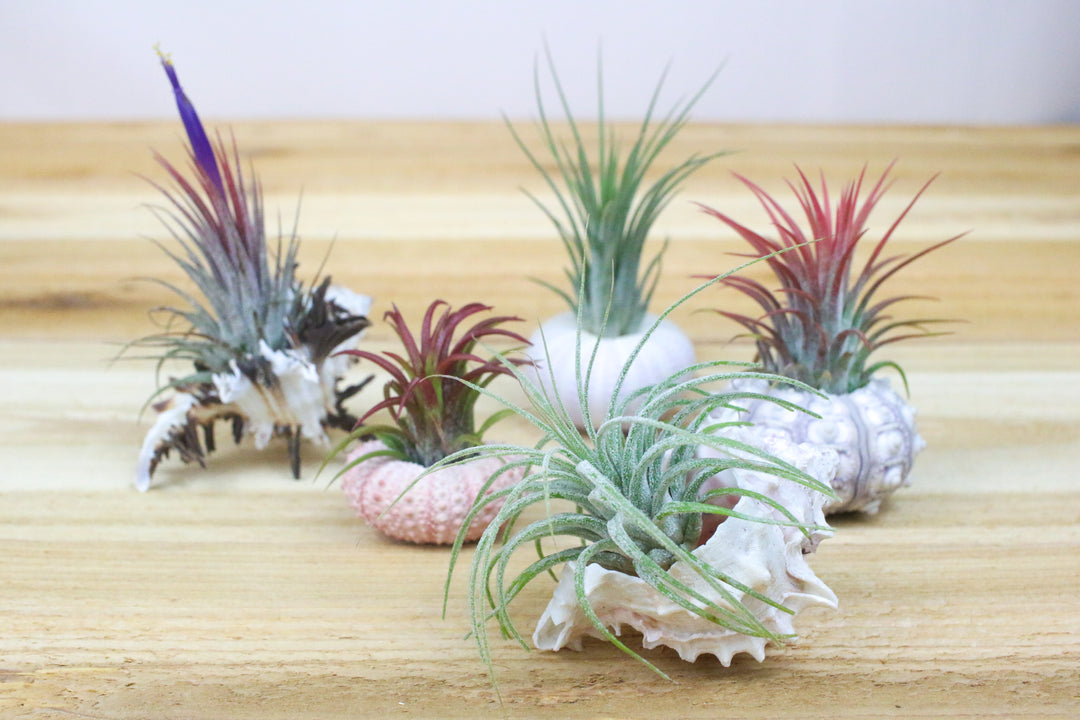 collection of five seashells with assorted tillandsia air plants