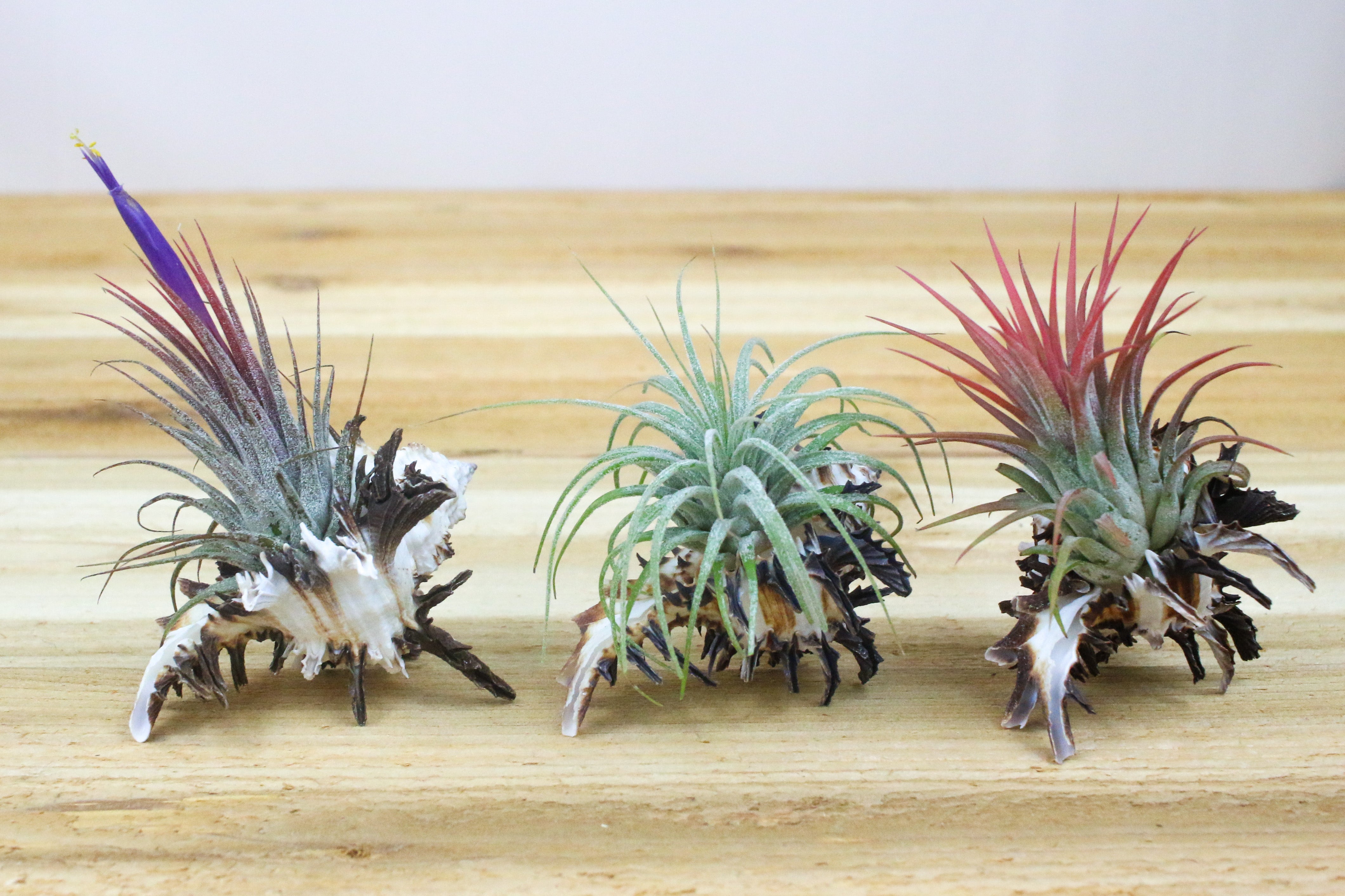 Air Plant Displays & Gifts