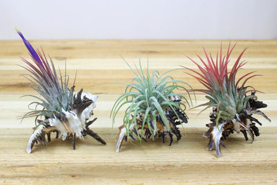 3 longspine murex shells with blooming tillandsia ionantha air plants