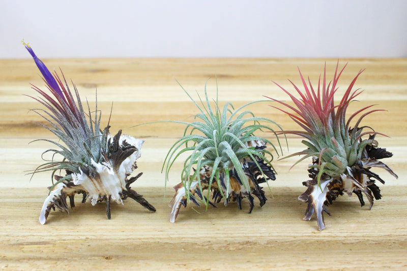 3 longspine murex shells with blooming tillandsia ionantha air plants