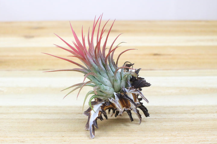 longspine murex seashell with blushing tillandsia ionantha guatemala air plant